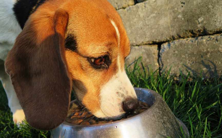 ETIQUETADO DE ALIMENTOS PARA MASCOTAS
