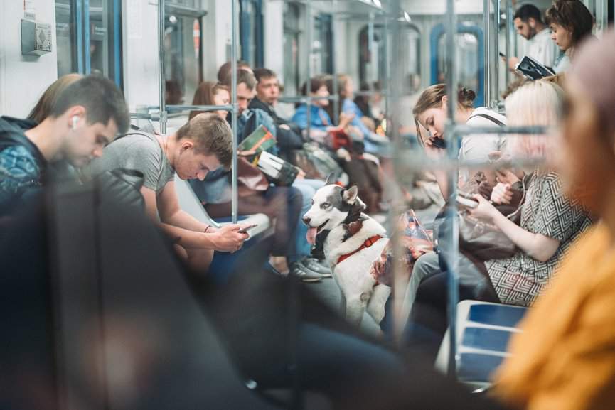 PERRO EN METRO