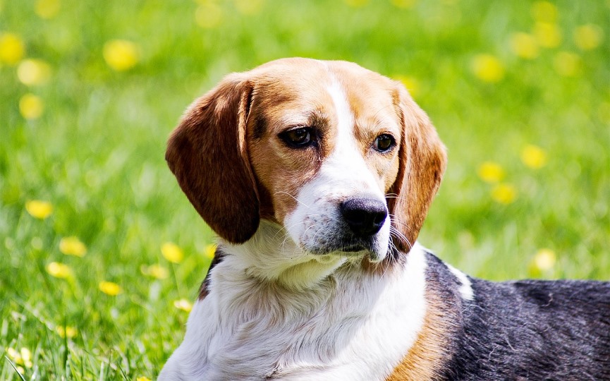 Por qué hay razas de perros que tienen las orejas caídas