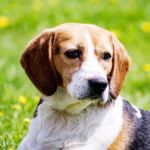 Por qué hay razas de perros que tienen las orejas caídas