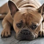 PERROS BRAQUICÉFALOS