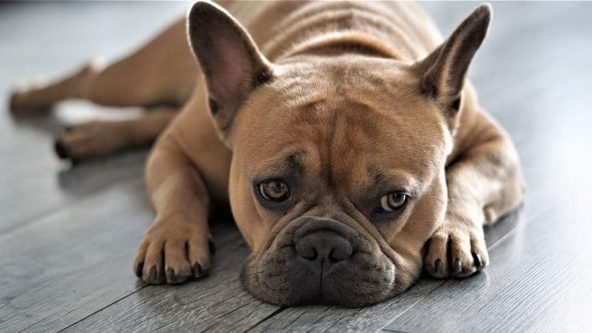 PERROS BRAQUICÉFALOS