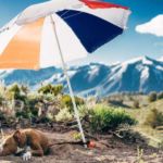 VIAJAR CON PERRO EN VERANO