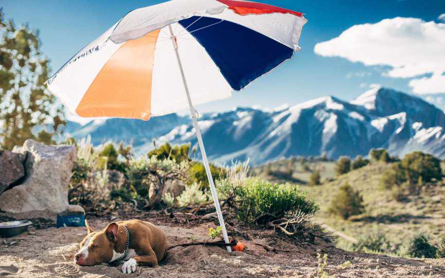 VIAJAR CON PERRO EN VERANO