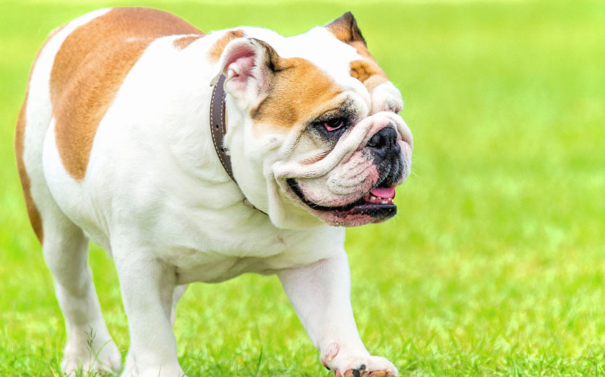 bulldog ingles en la hierba