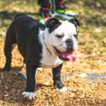 imagen de un perro mediano bull dog ingles en el bosque