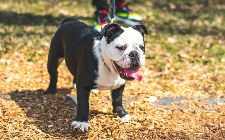 imagen de un perro mediano bull dog ingles en el bosque