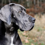 imagen de un perro gran danes o dogo aleman