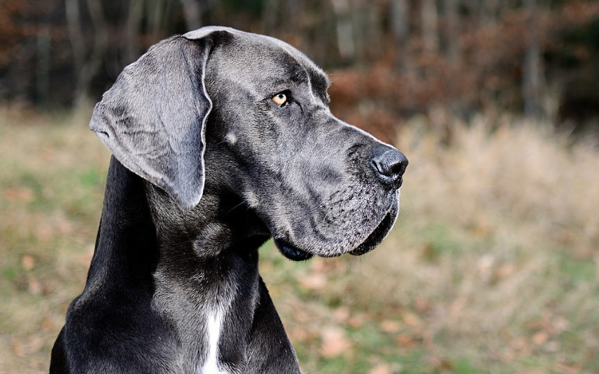 imagen de un perro gran danes o dogo aleman