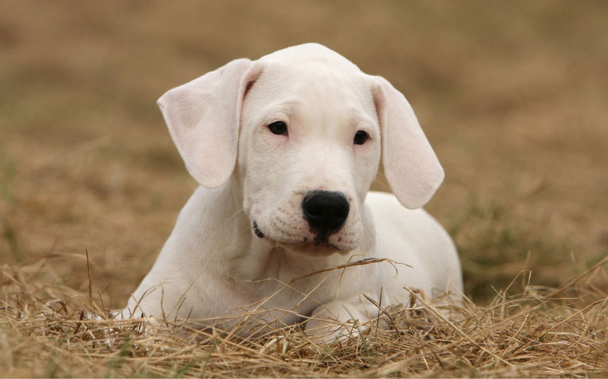 cachorro dogo argentino