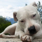 imagen de un perro dogo argentino blanco tumbado
