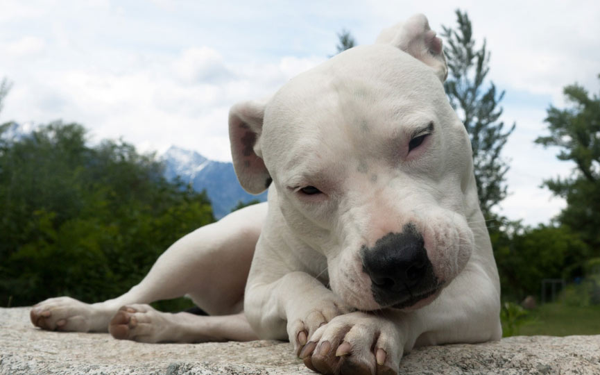 imagen de un perro dogo argentino blanco tumbado