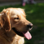 imagen de un perro golden retriever en el campo