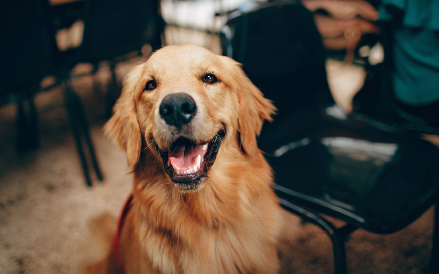 perro golden retriever canela