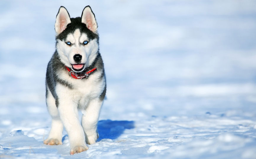 husky siberiano cachorro