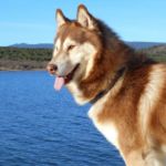 imagen de un perro mediano husky siberiano