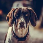 PODRÁN ENTERRARSE PERROS EN MADRID