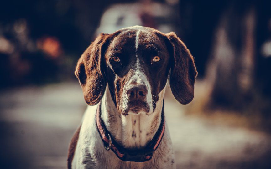 PODRÁN ENTERRARSE PERROS EN MADRID