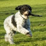 PERRO DE AGUA CORRIENDO