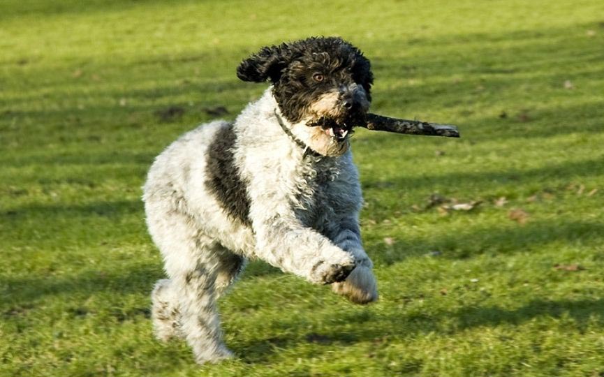 PERRO DE AGUA CORRIENDO