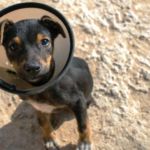 LOS PERROS NECESITAN CENTROS VETERINARIOS DE CALIDAD