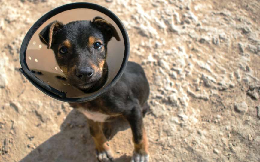 LOS PERROS NECESITAN CENTROS VETERINARIOS DE CALIDAD