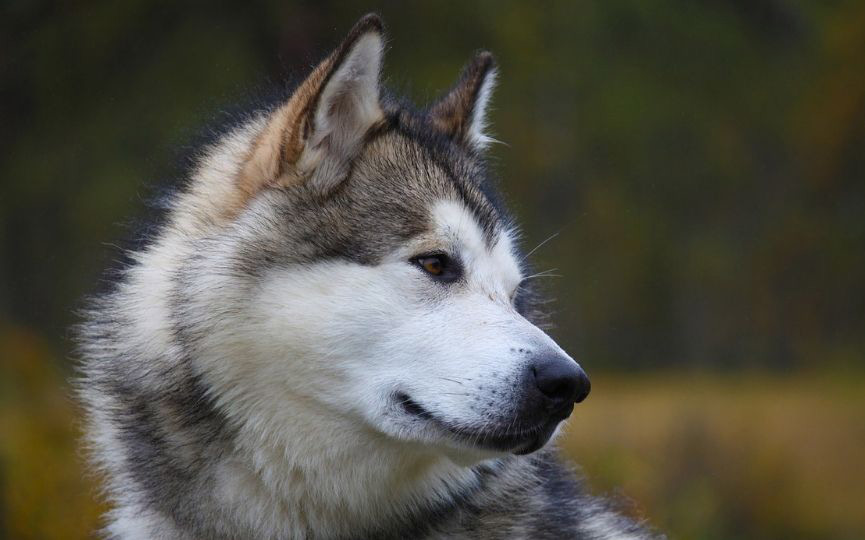 imagen de un perro mediano alaskan malamute