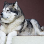 imagen de un perro alaskan malamute tumbado