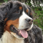 imagen de un perro boyero de berna