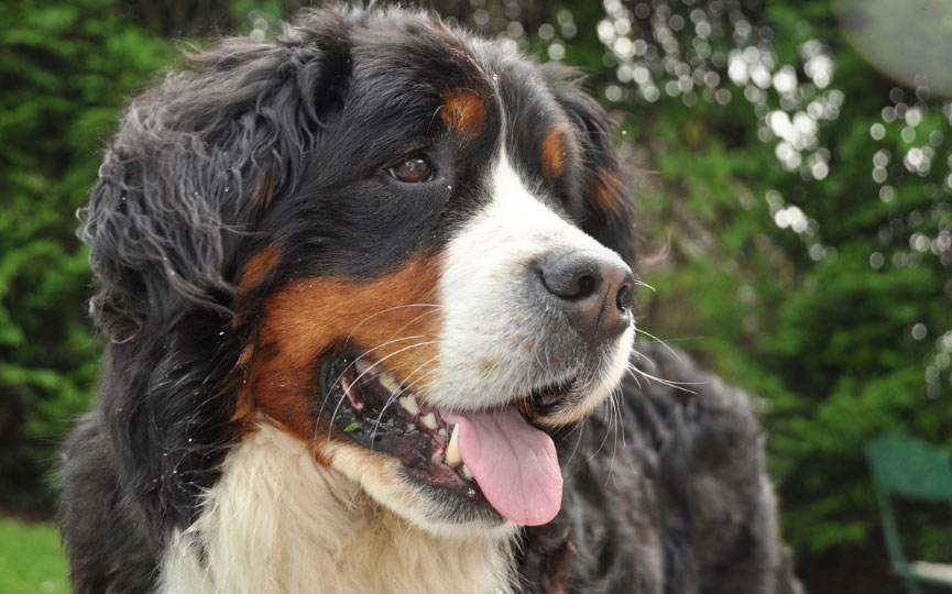 imagen de un perro boyero de berna