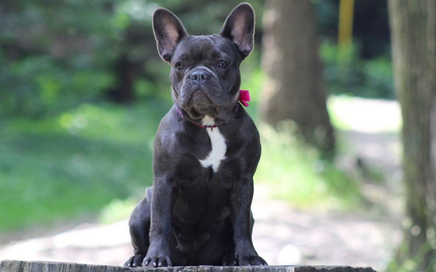 image de un perro bulldog frances