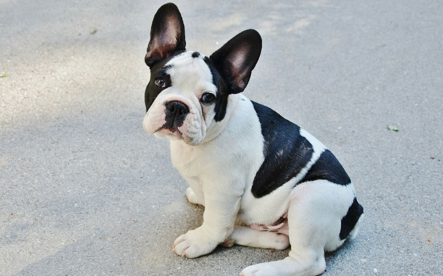 imagen bulldog frances mediano sentado