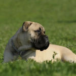 imagen de un perro bullmastiff en el campo