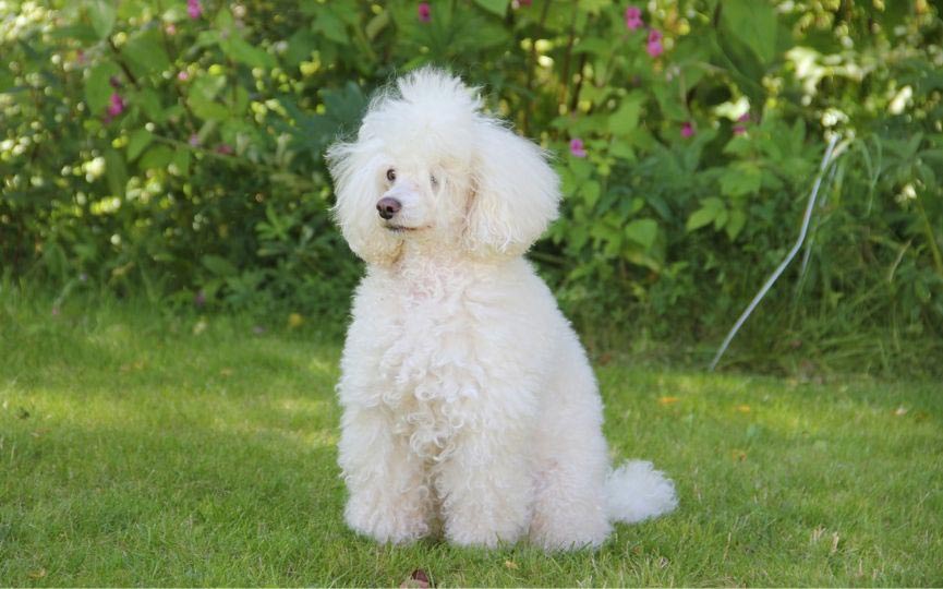 CANICHE BLANCO