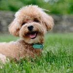 CANICHE TUMBADO perro de raza con pelo rizado
