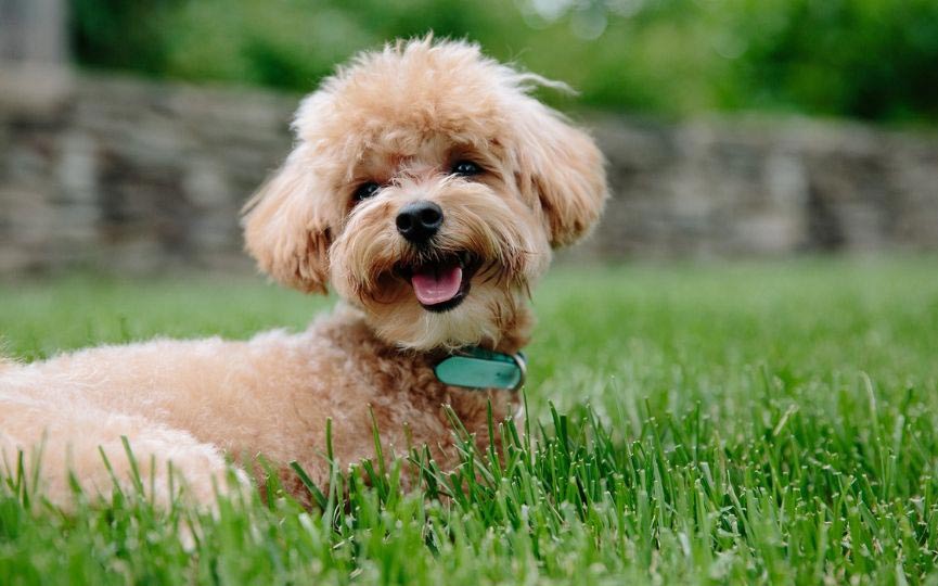 CANICHE TUMBADO perro de raza con pelo rizado