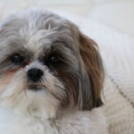 imagen de un perro SHIH TZU