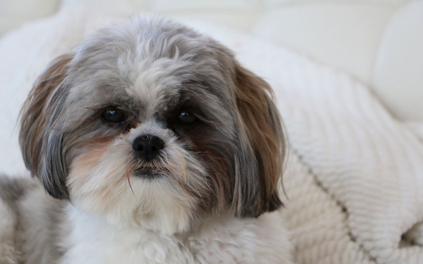 imagen de un perro SHIH TZU