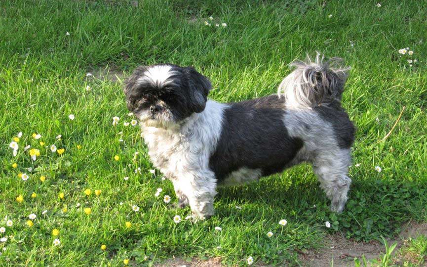 SHIH TZU EN EL CAMPO