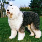 imagen de un perro bobtail en el campo
