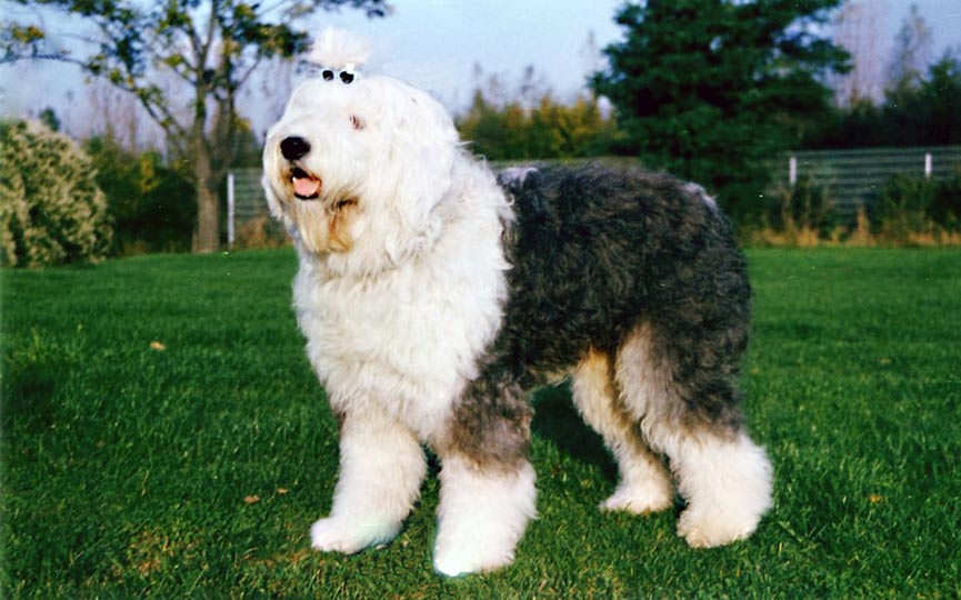 imagen de un perro bobtail en el campo