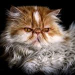 GATO PERSA