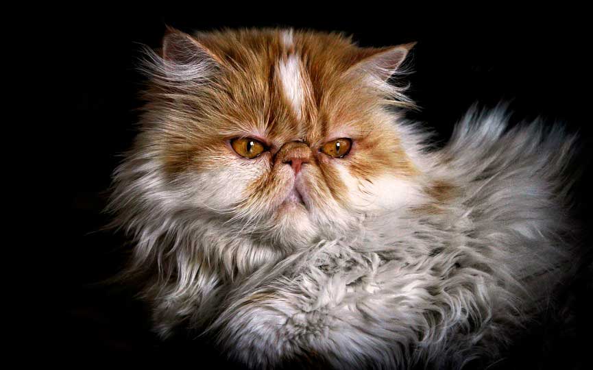 GATO PERSA