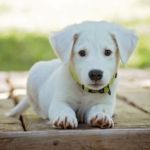 HEPATITIS EN PERROS