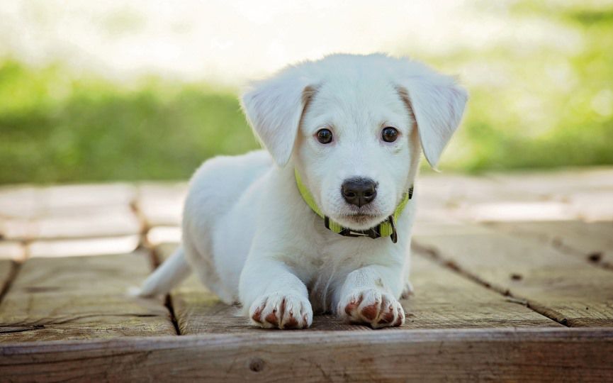 HEPATITIS EN PERROS
