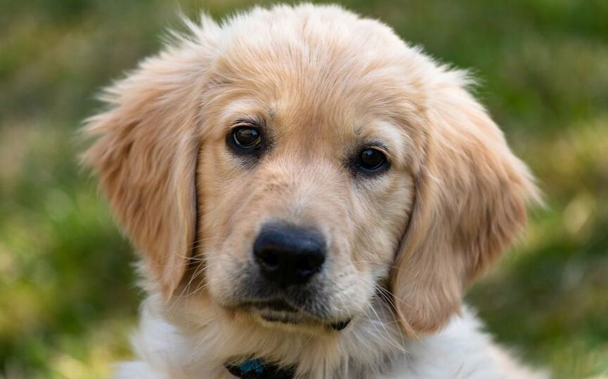 LABRADOR RETRIEVER ROSTRO