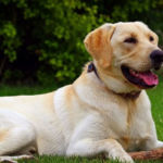 imagen de un perro Labrador retriever tumbado en el cesped
