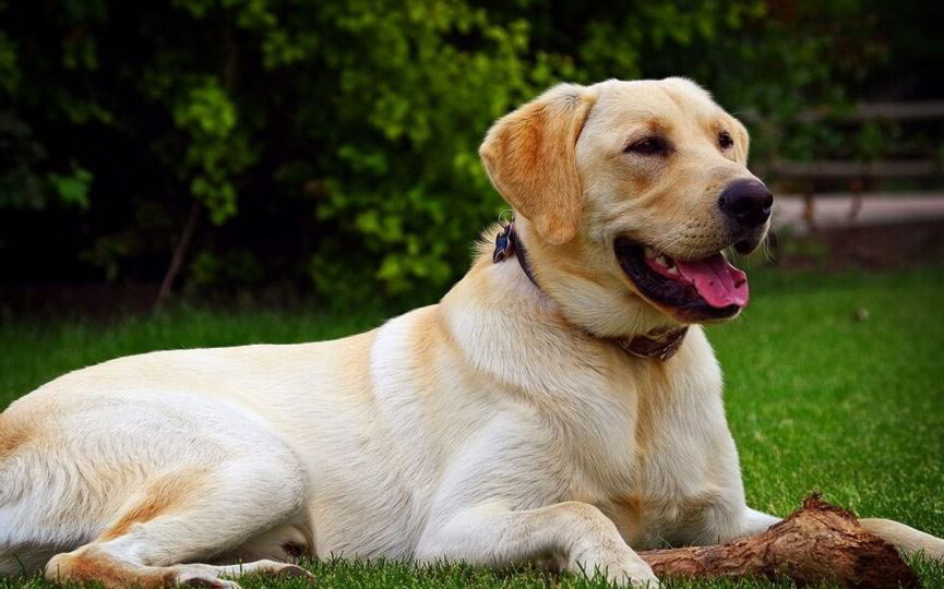imagen de un perro Labrador retriever tumbado en el cesped