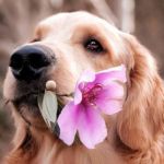 nombres para perros hembra