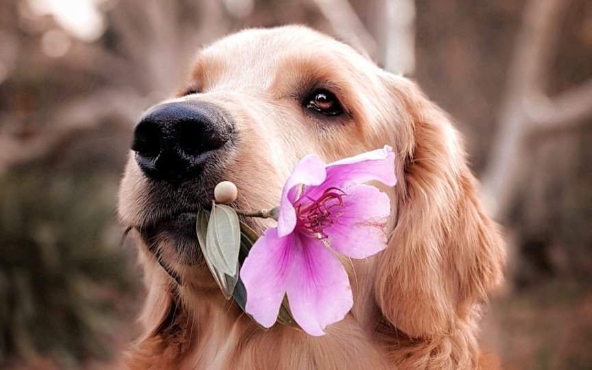 nombres para perros hembra